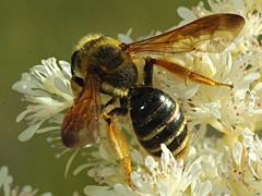 Mining Bee